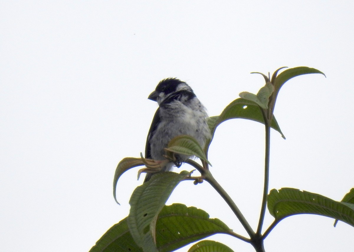 Variable Seedeater - ML91271631