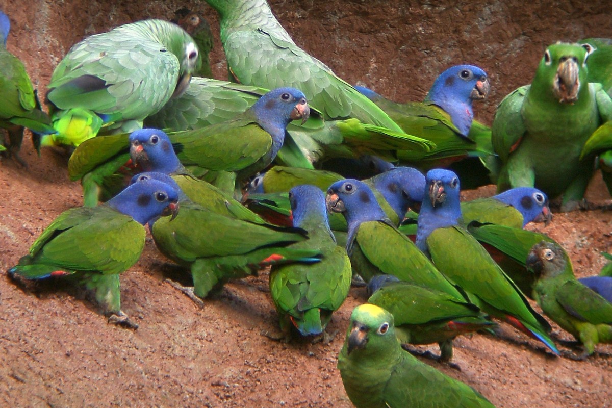 Blue-headed Parrot - Scott Olmstead