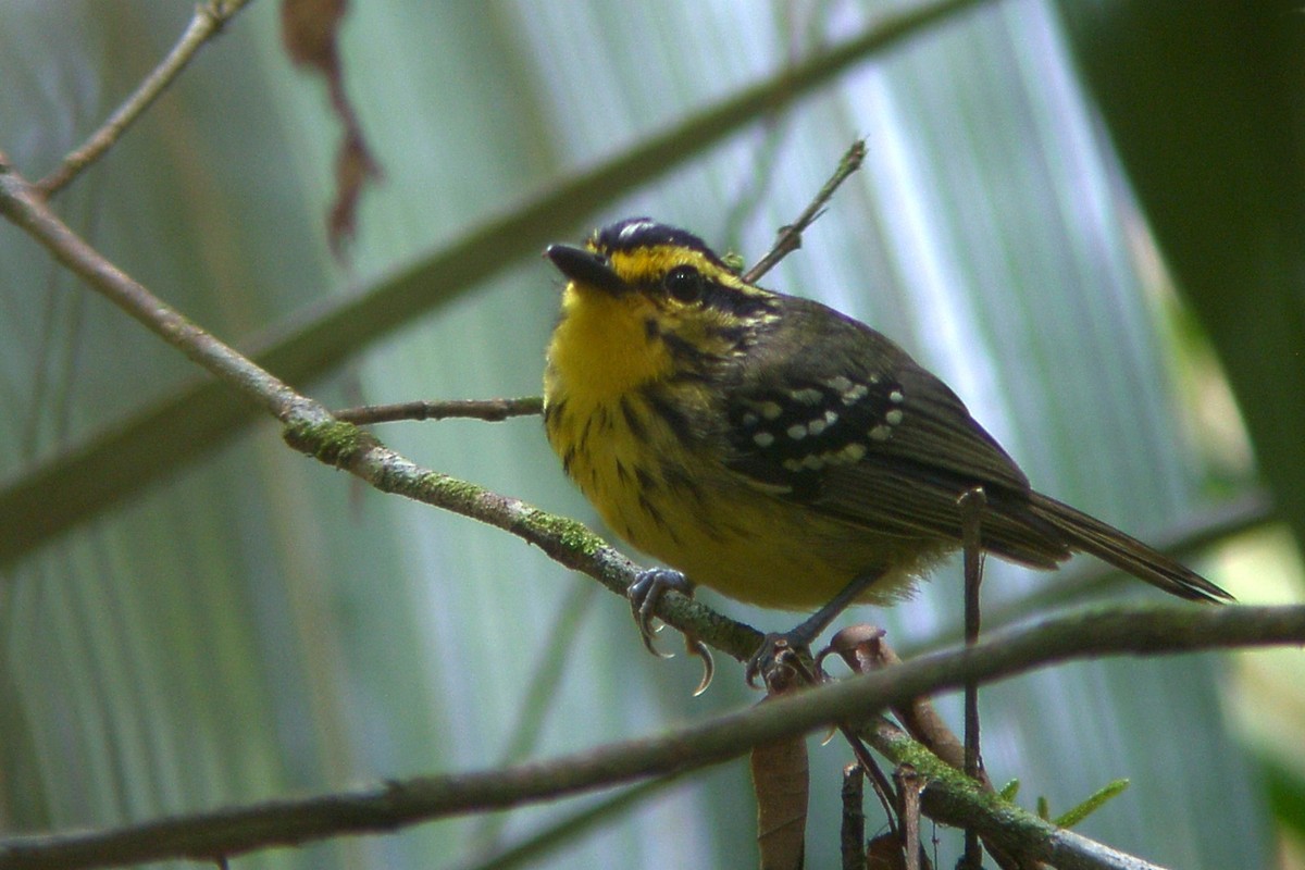 Yellow-browed Antbird - Scott Olmstead