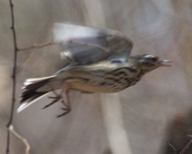 Olive-backed Pipit - ML91275791