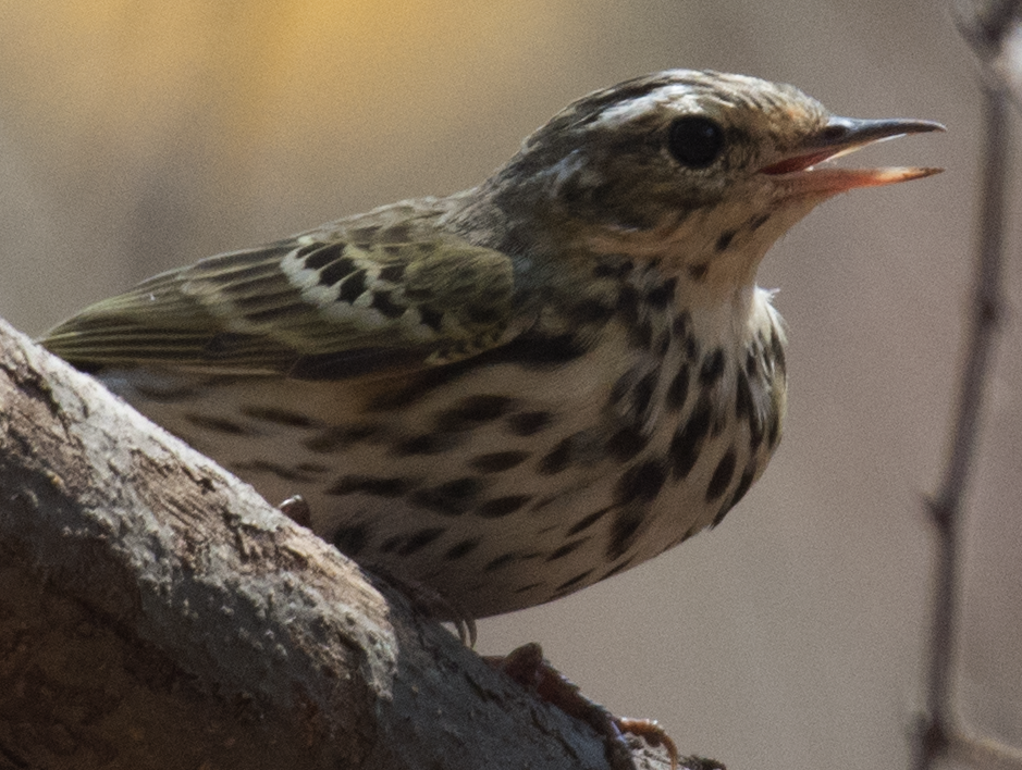 Olive-backed Pipit - ML91275811