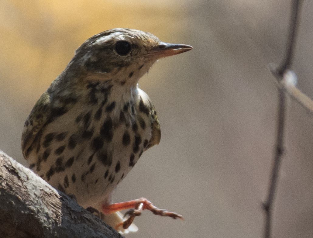 Olive-backed Pipit - ML91275821