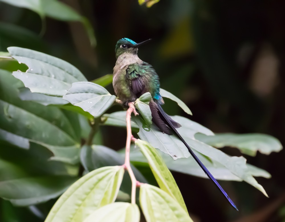 Violet-tailed Sylph - ML91276141