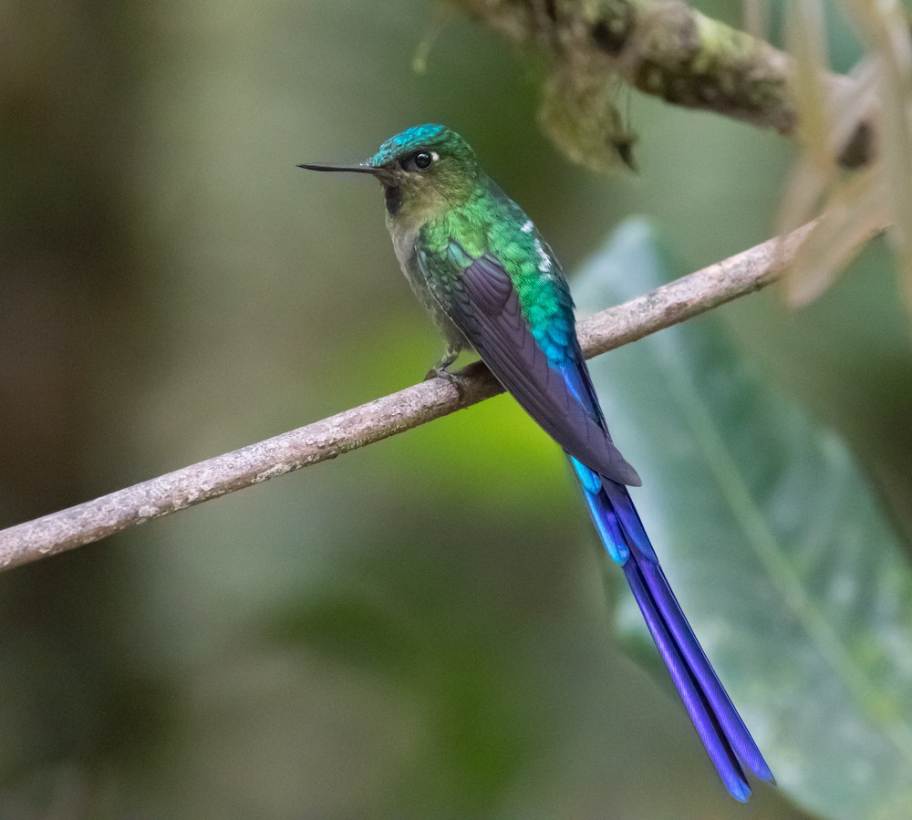 Violet-tailed Sylph - ML91276151
