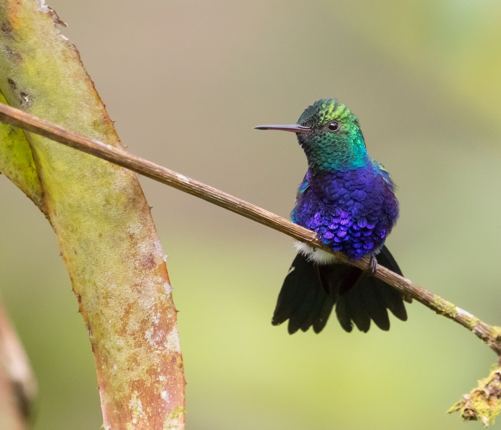 Violet-bellied Hummingbird - Allan Welby