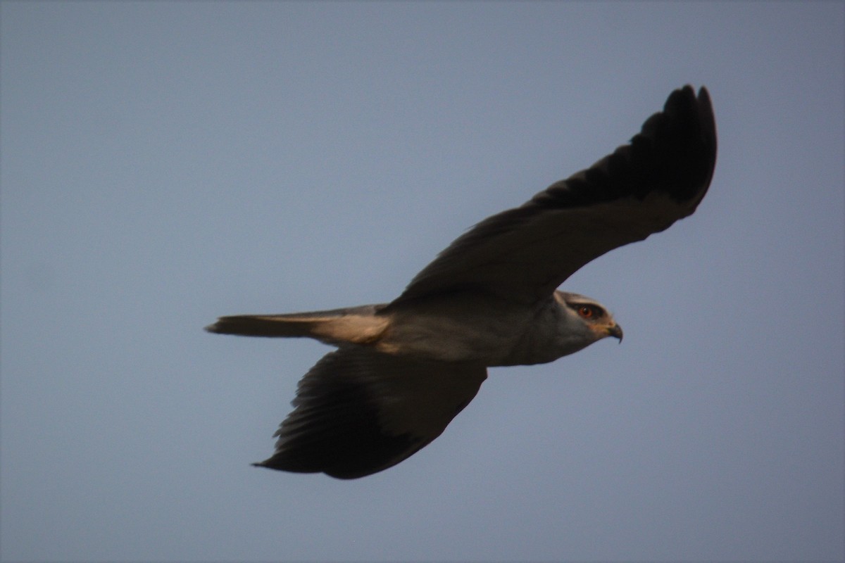 Black-winged Kite - ML91277461