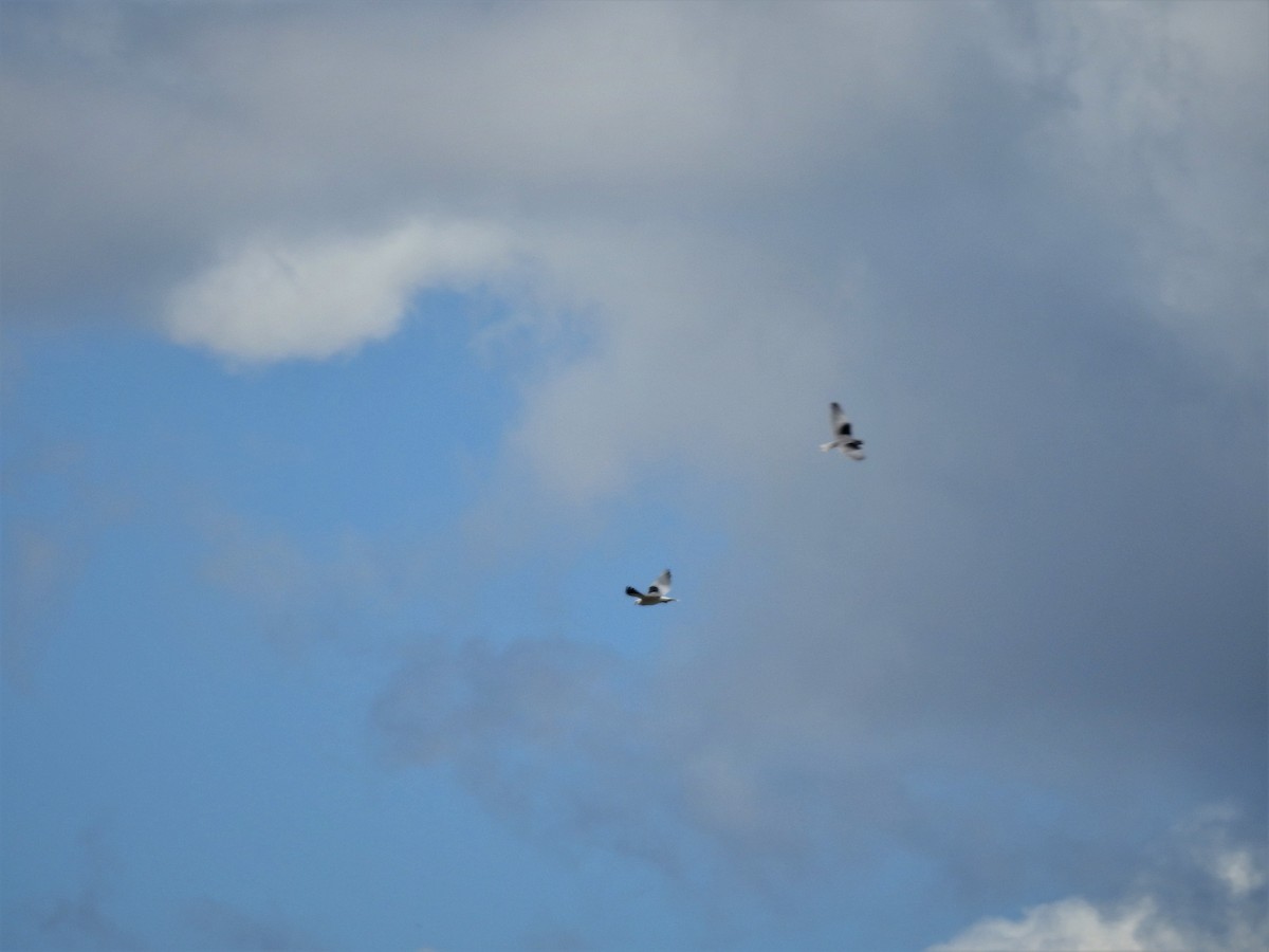 Black-winged Kite - ML91277741