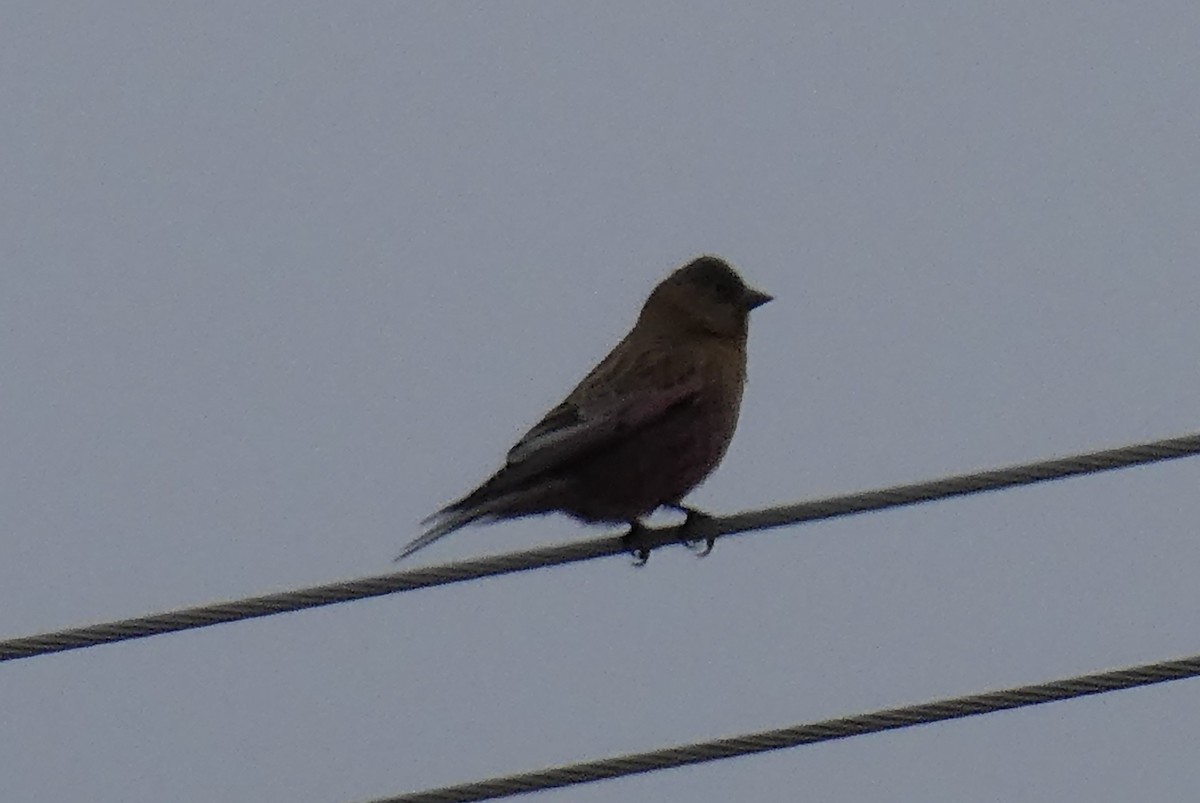 Brown-capped Rosy-Finch - ML91277831