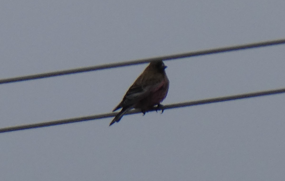 Brown-capped Rosy-Finch - ML91277841