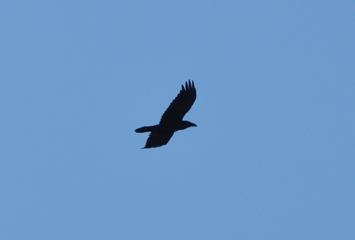 Common Raven - ML91279321