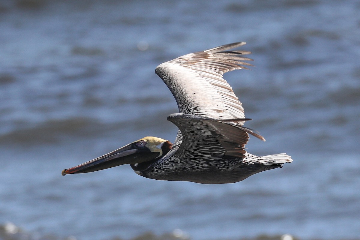 Brown Pelican - Michele  Mclindon