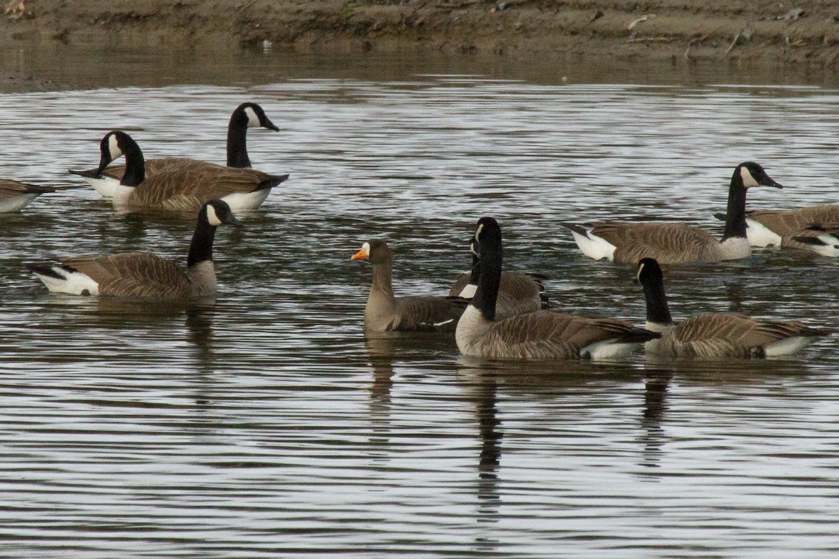 Greater White-fronted Goose - ML91280281