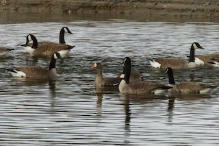 Greater White-fronted Goose, ML91280281