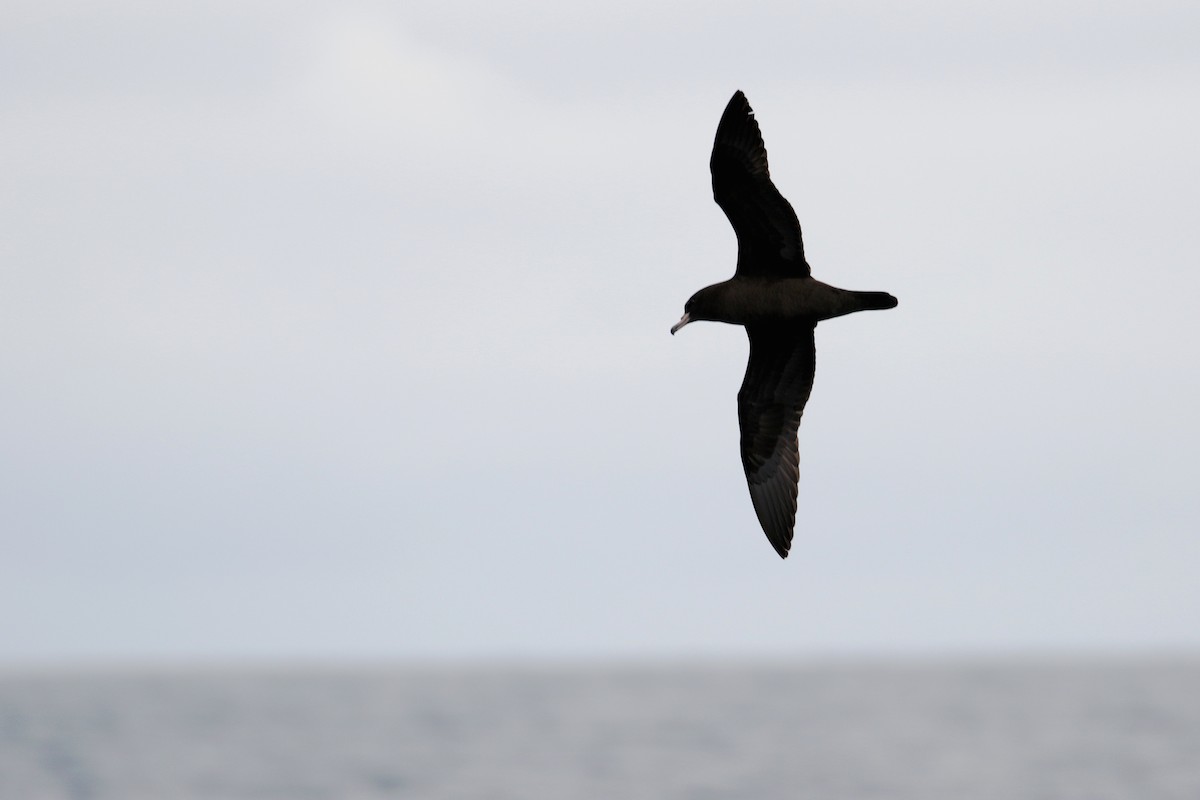 Flesh-footed Shearwater - ML91282091