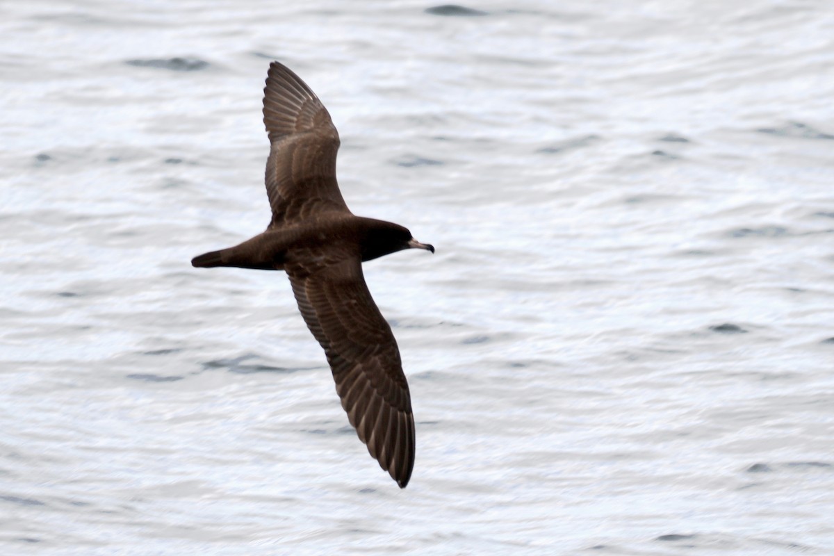 Flesh-footed Shearwater - ML91282151