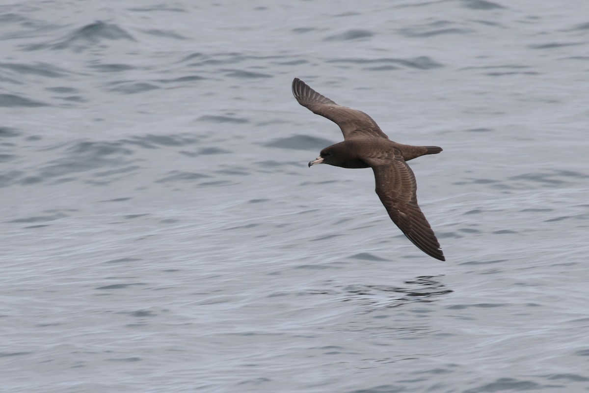 Flesh-footed Shearwater - ML91282181