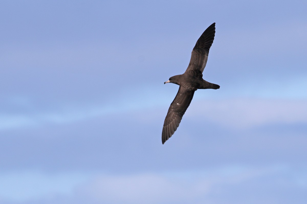 Flesh-footed Shearwater - ML91282221