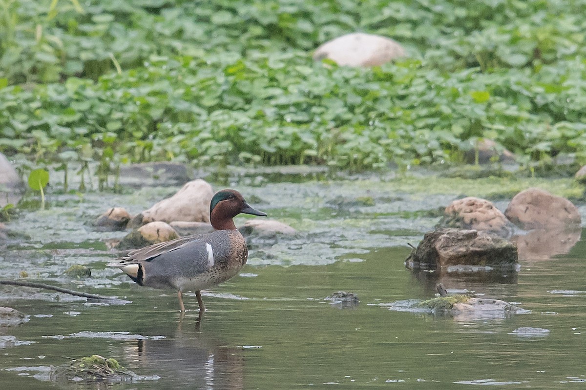 Green-winged Teal - ML91285101