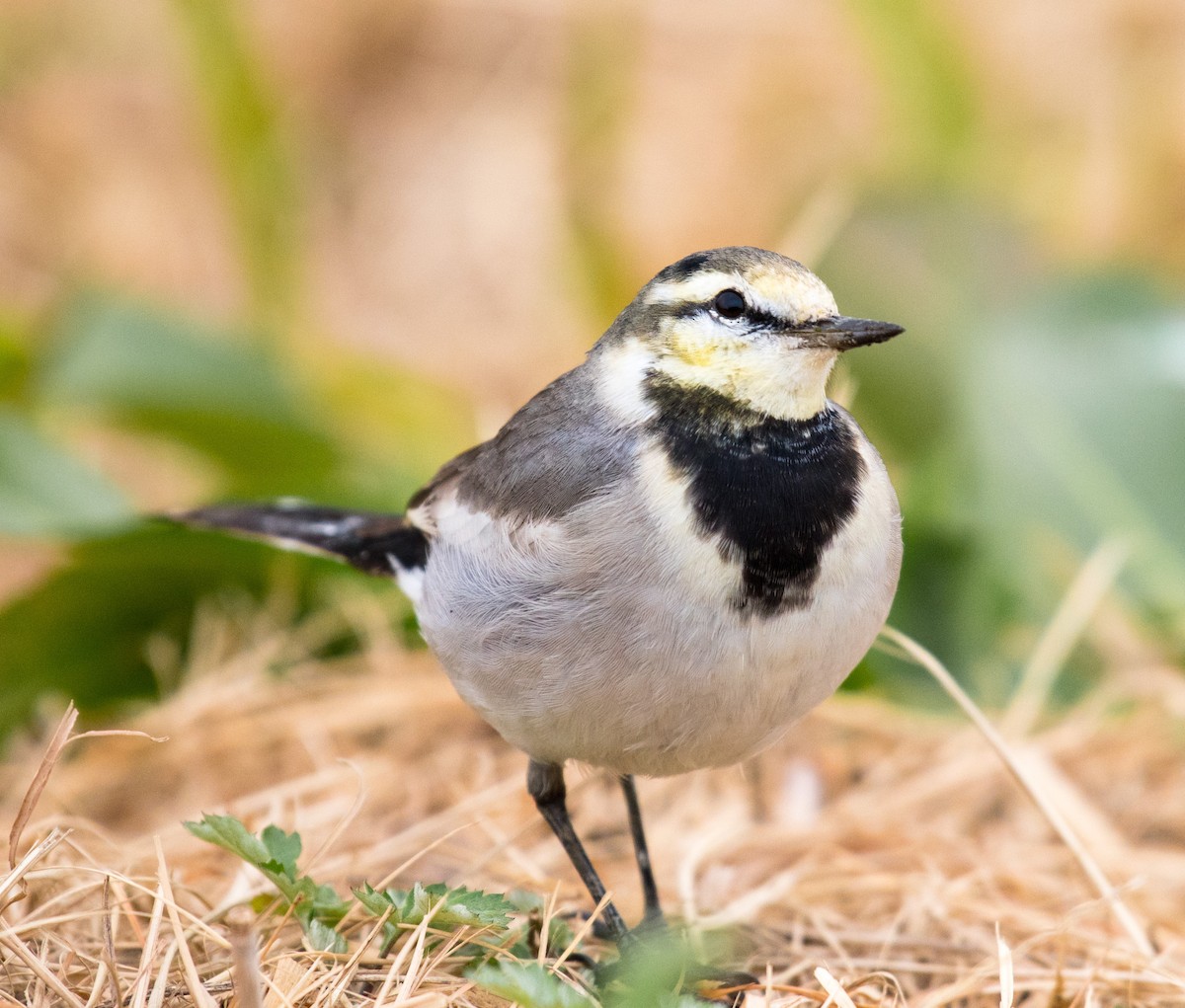White Wagtail - Chris Maines