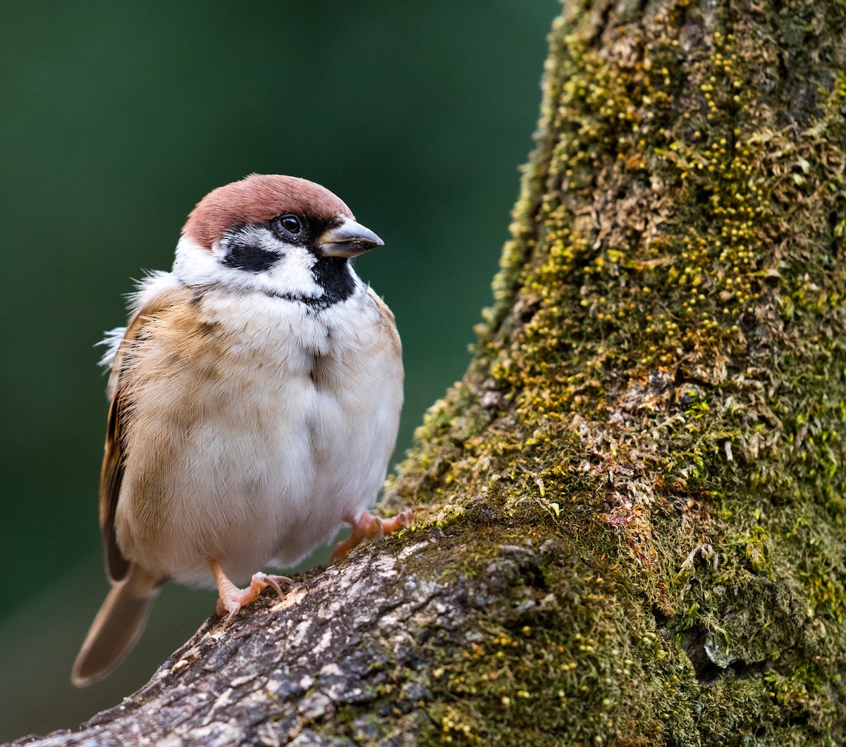 Eurasian Tree Sparrow - ML91286471