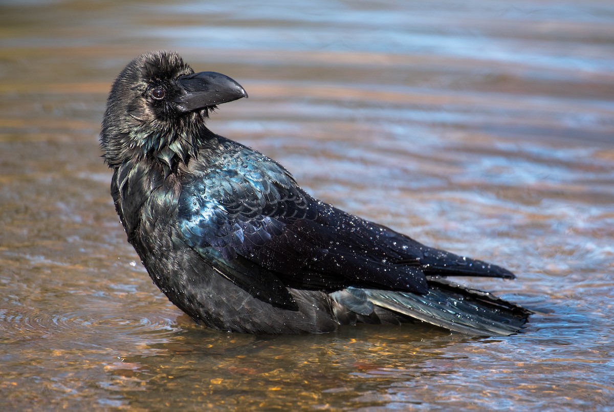 Large-billed Crow - ML91286581