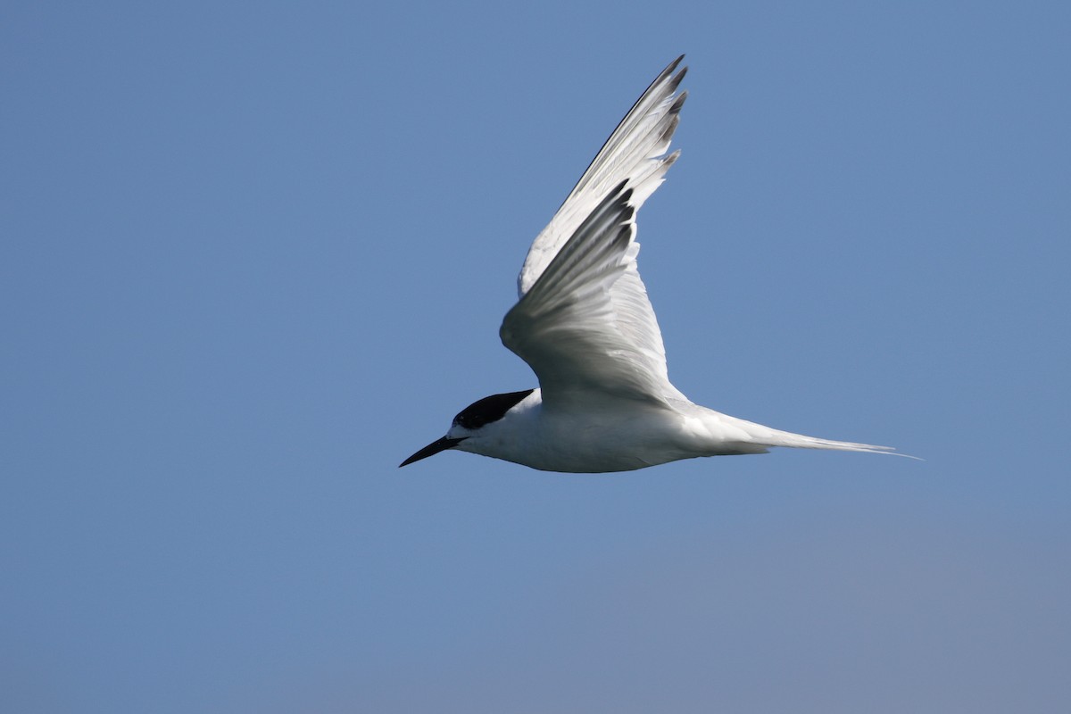White-fronted Tern - ML91287181