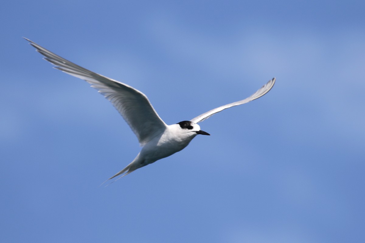 White-fronted Tern - ML91287191