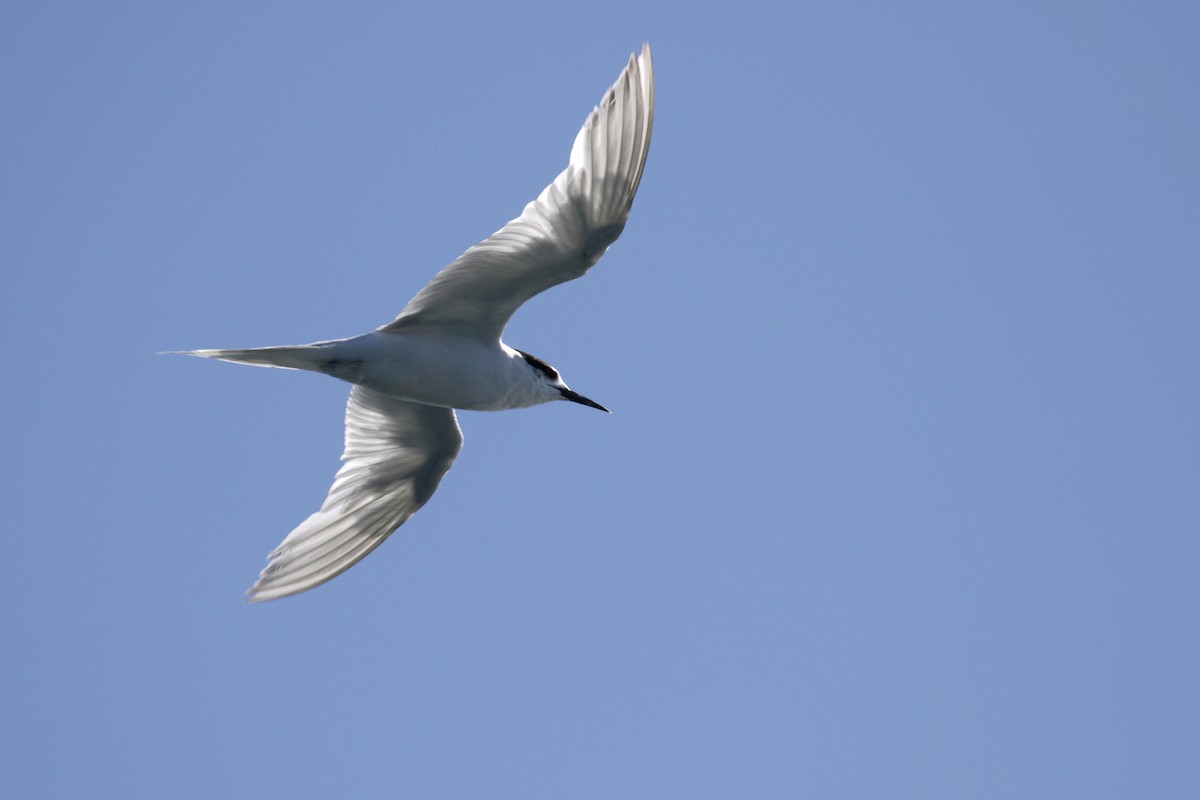 White-fronted Tern - ML91287221