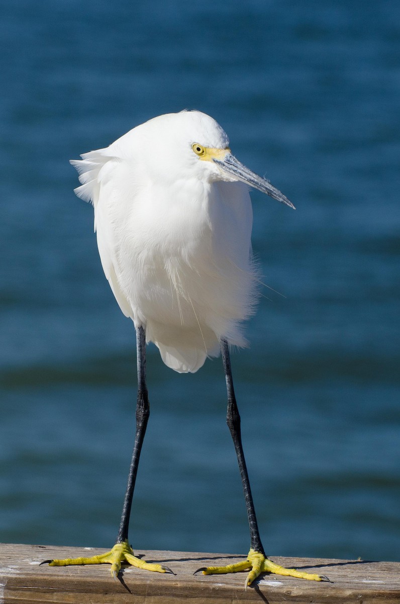 Snowy Egret - Keith Bowers
