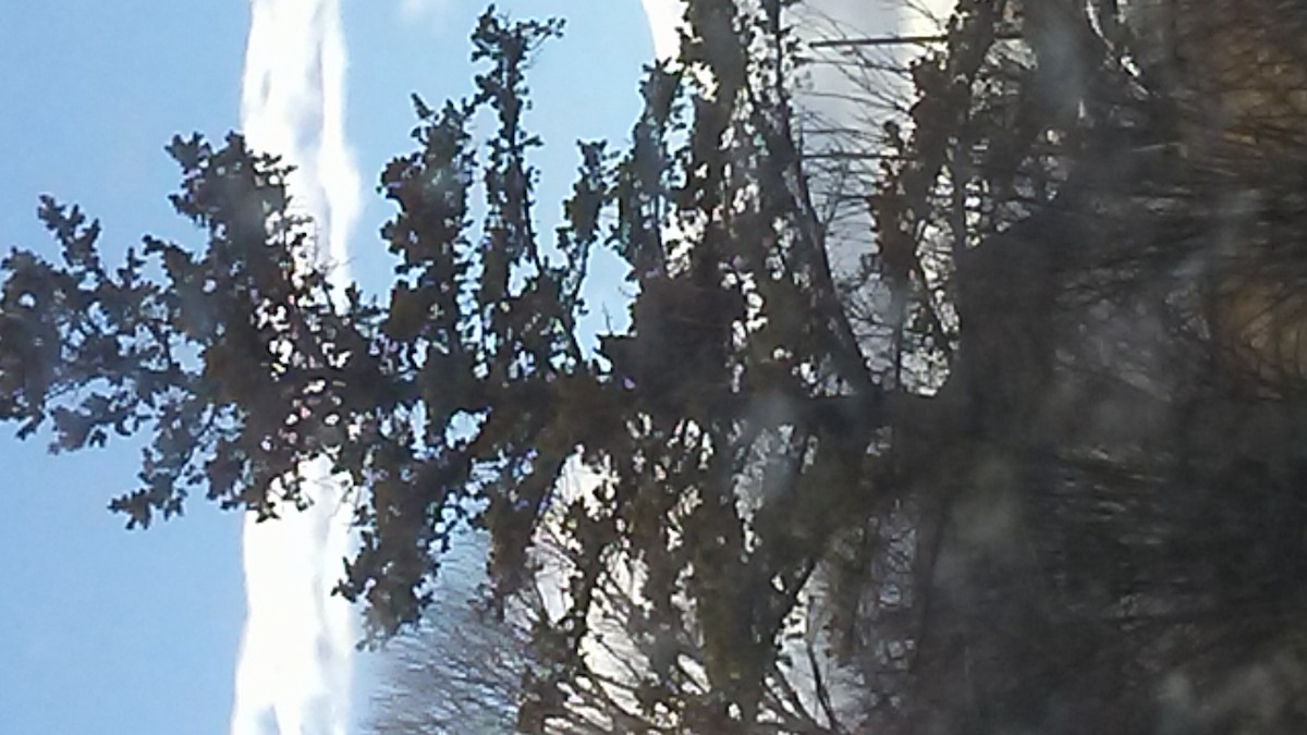 Great Horned Owl - ML91288581