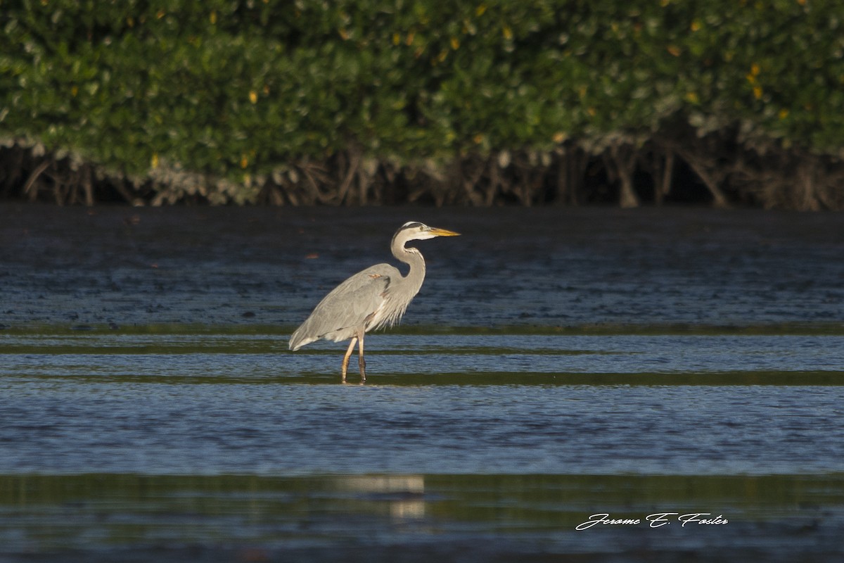 Great Blue Heron - Jerome Foster
