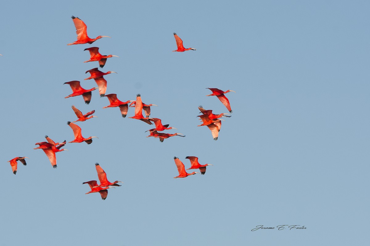 ibis rudý - ML91288941