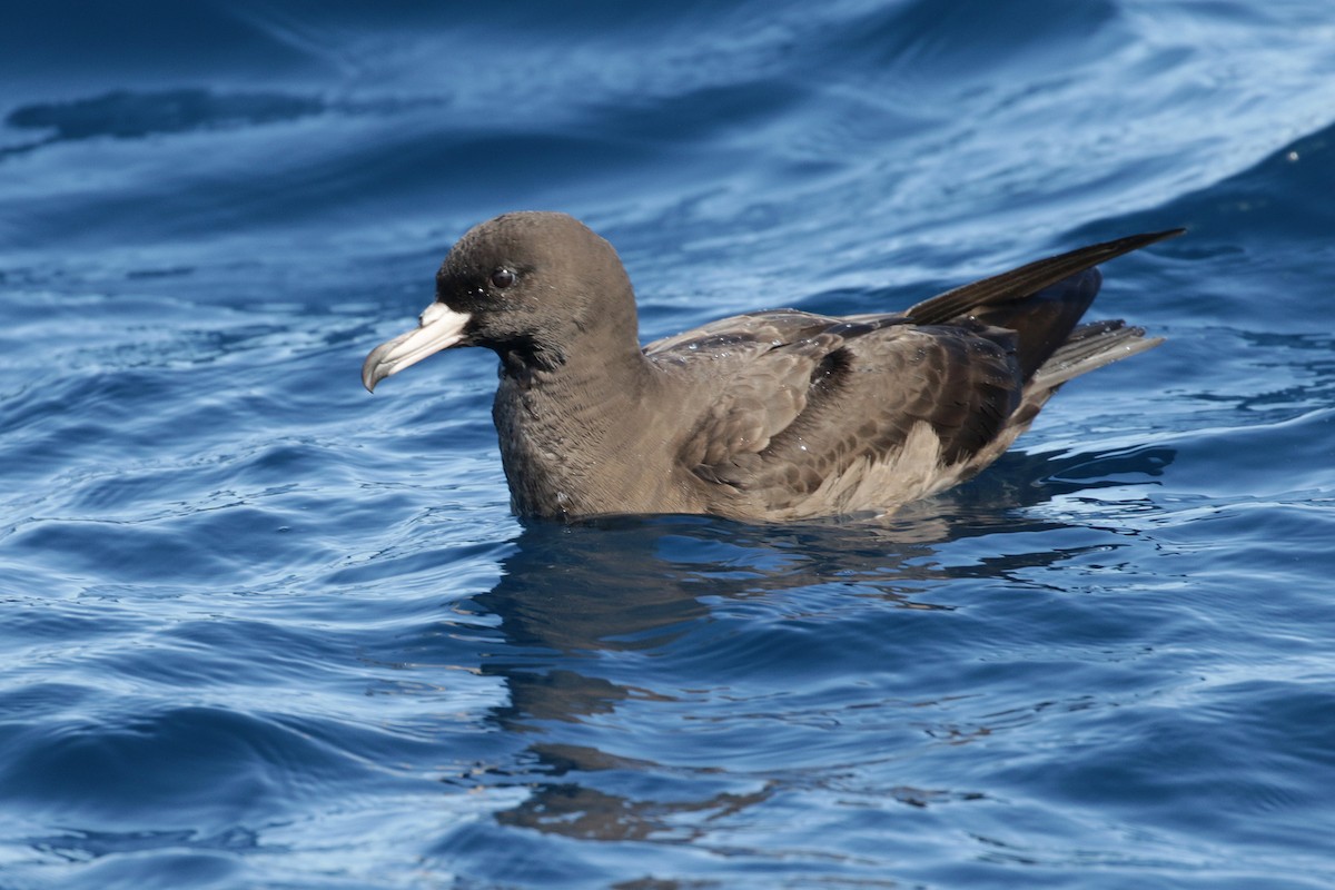 Flesh-footed Shearwater - ML91289441