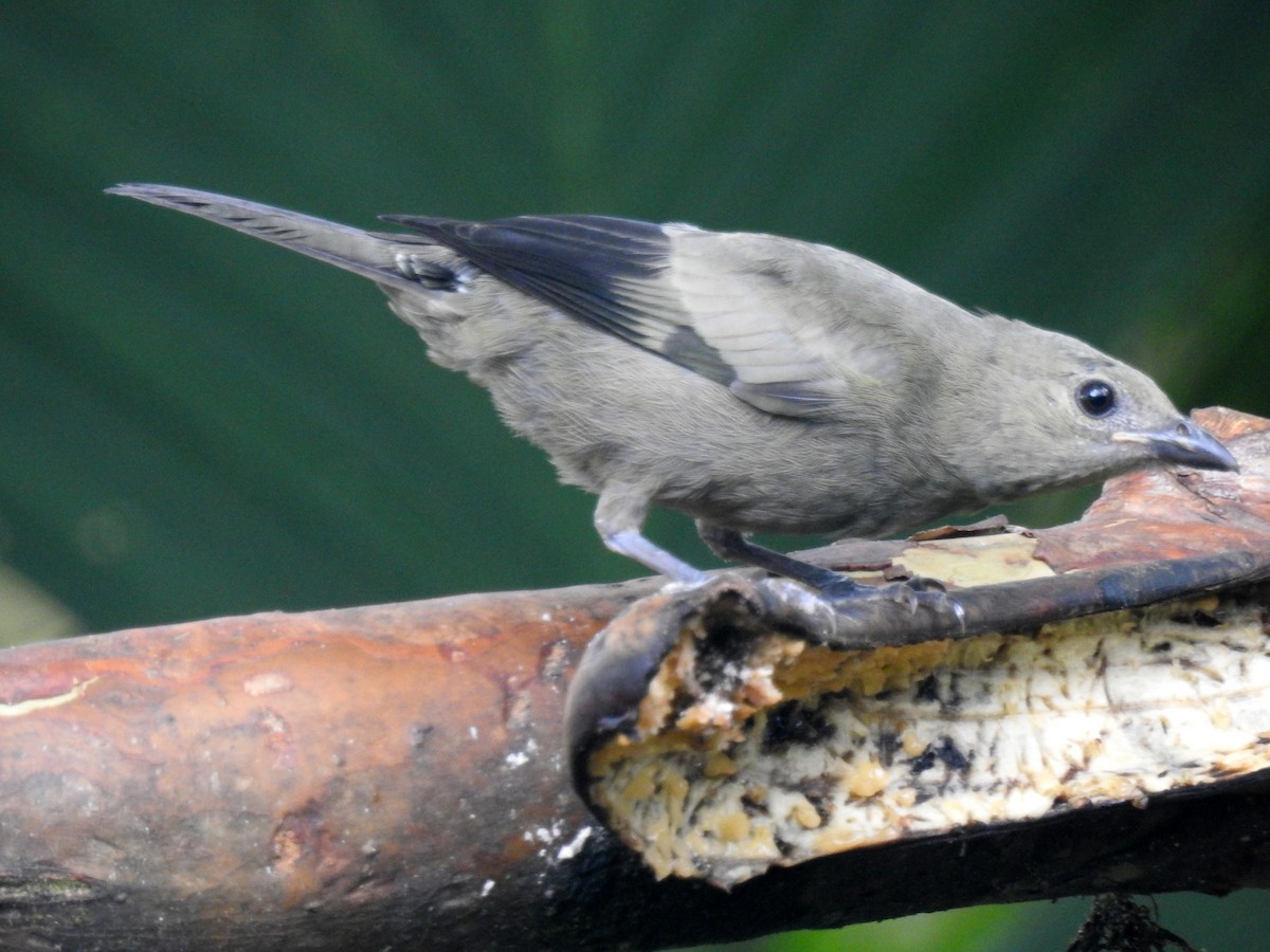 Palm Tanager - ML91289761