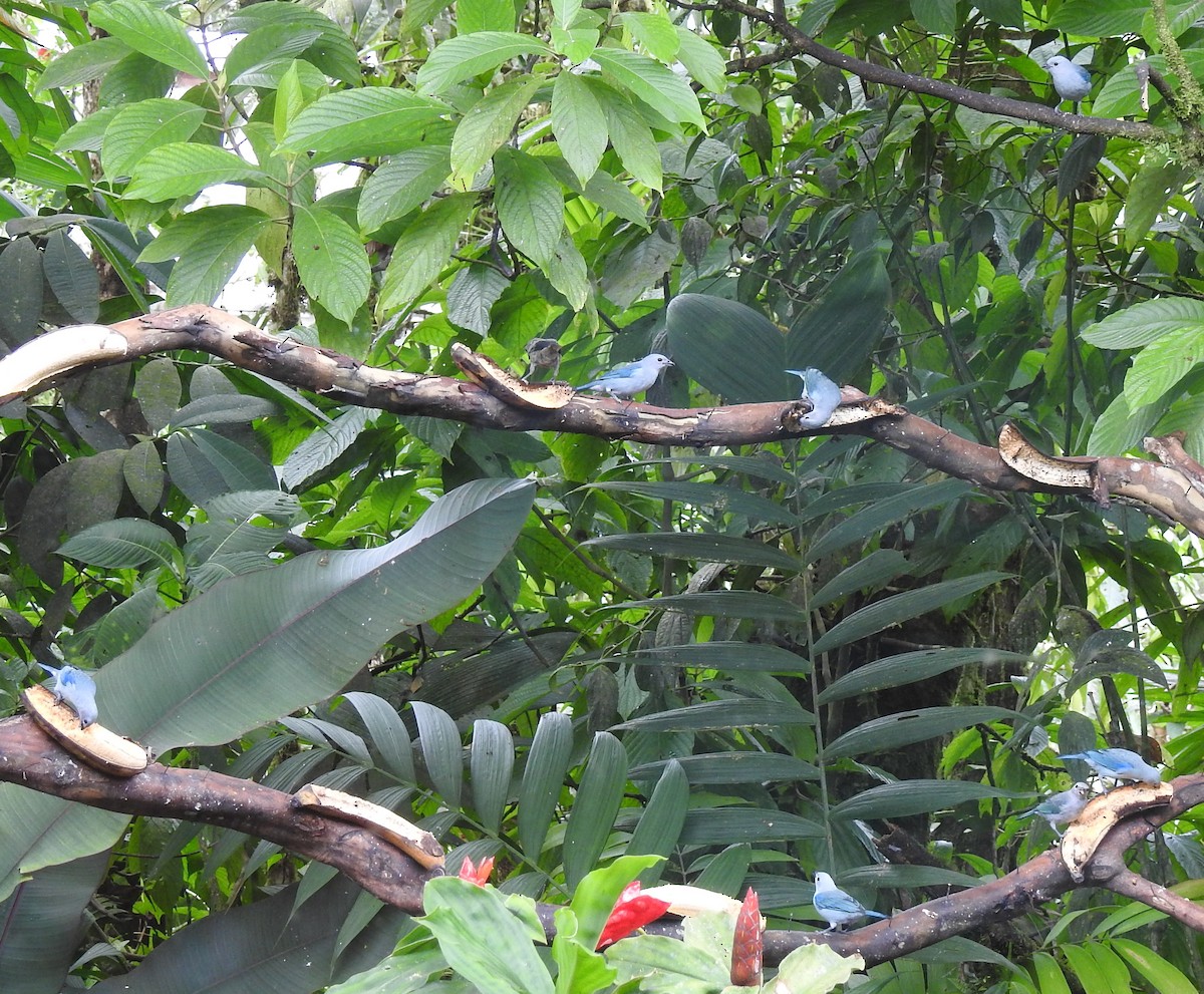 Blue-gray Tanager (Blue-gray) - bob butler
