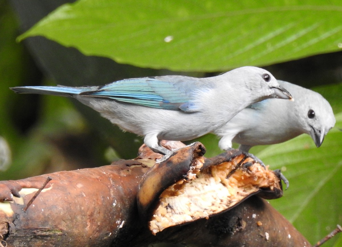 Blue-gray Tanager (Blue-gray) - ML91290071