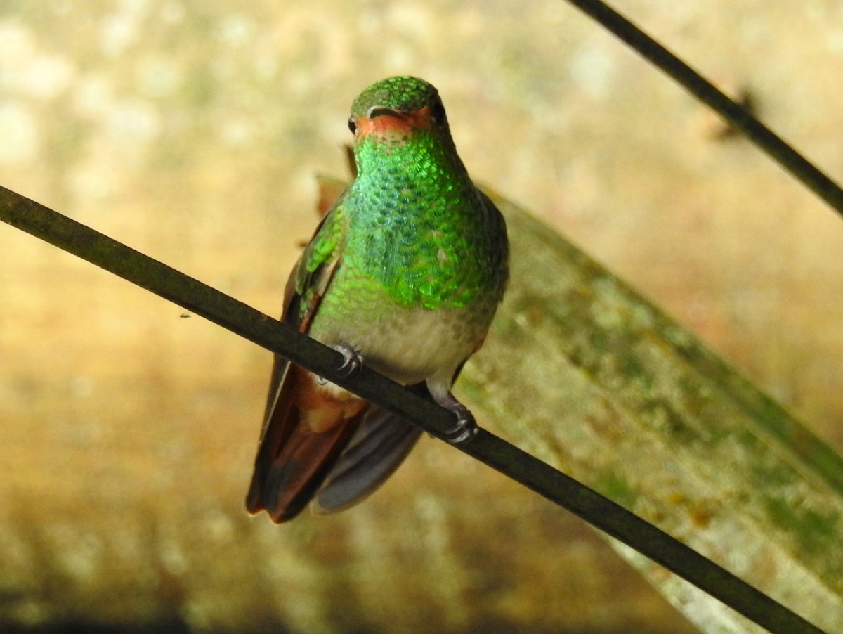 Rufous-tailed Hummingbird (Rufous-tailed) - bob butler