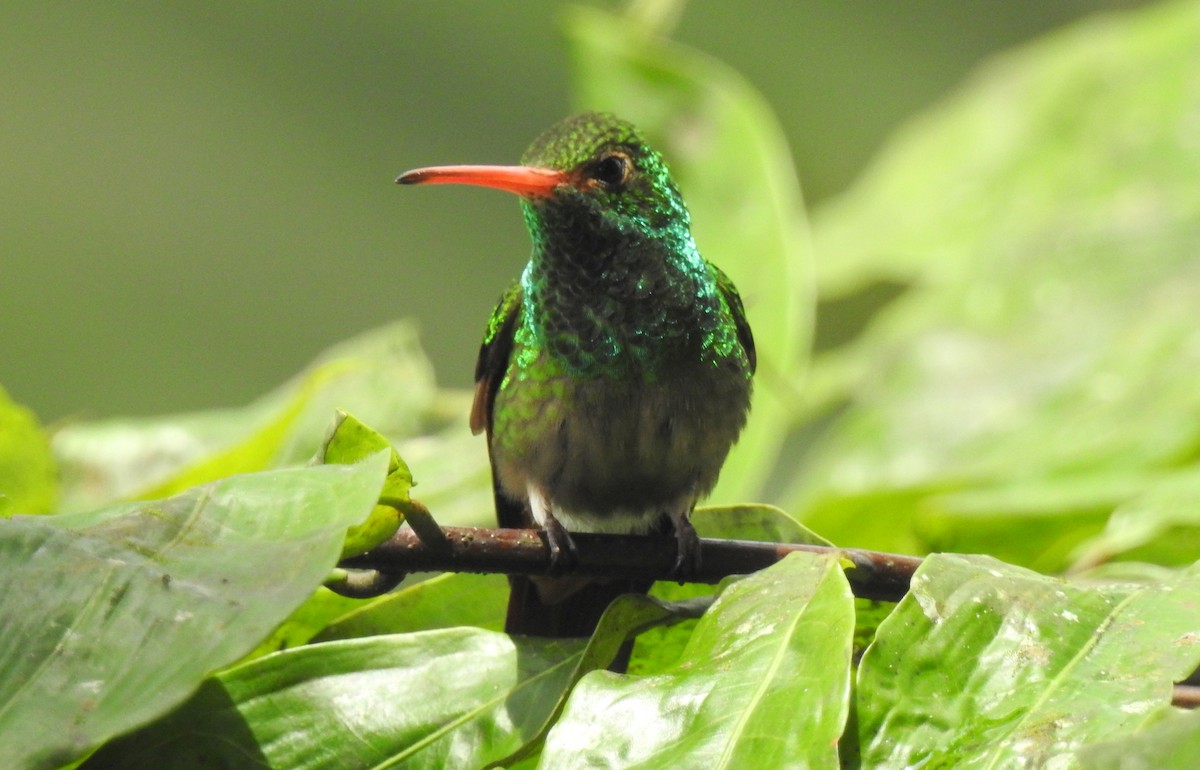 Rufous-tailed Hummingbird (Rufous-tailed) - ML91290281