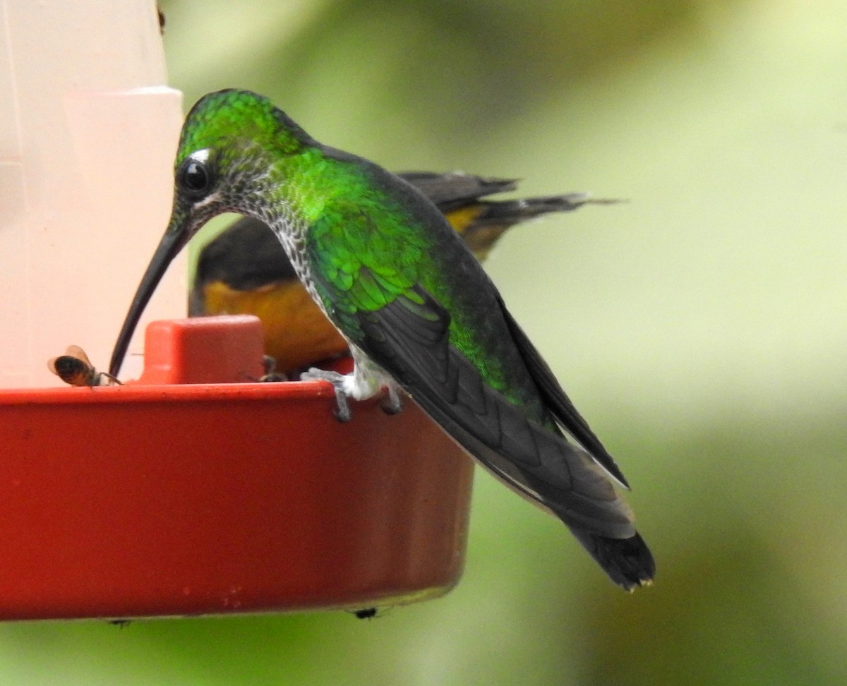 Green-crowned Brilliant - ML91290911