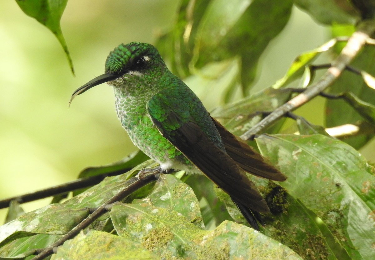 Green-crowned Brilliant - ML91290961