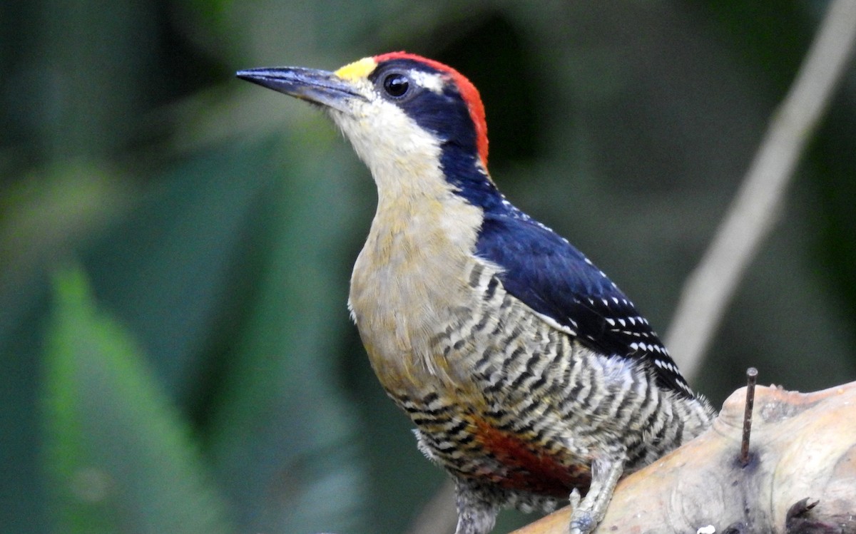 Black-cheeked Woodpecker - ML91291361