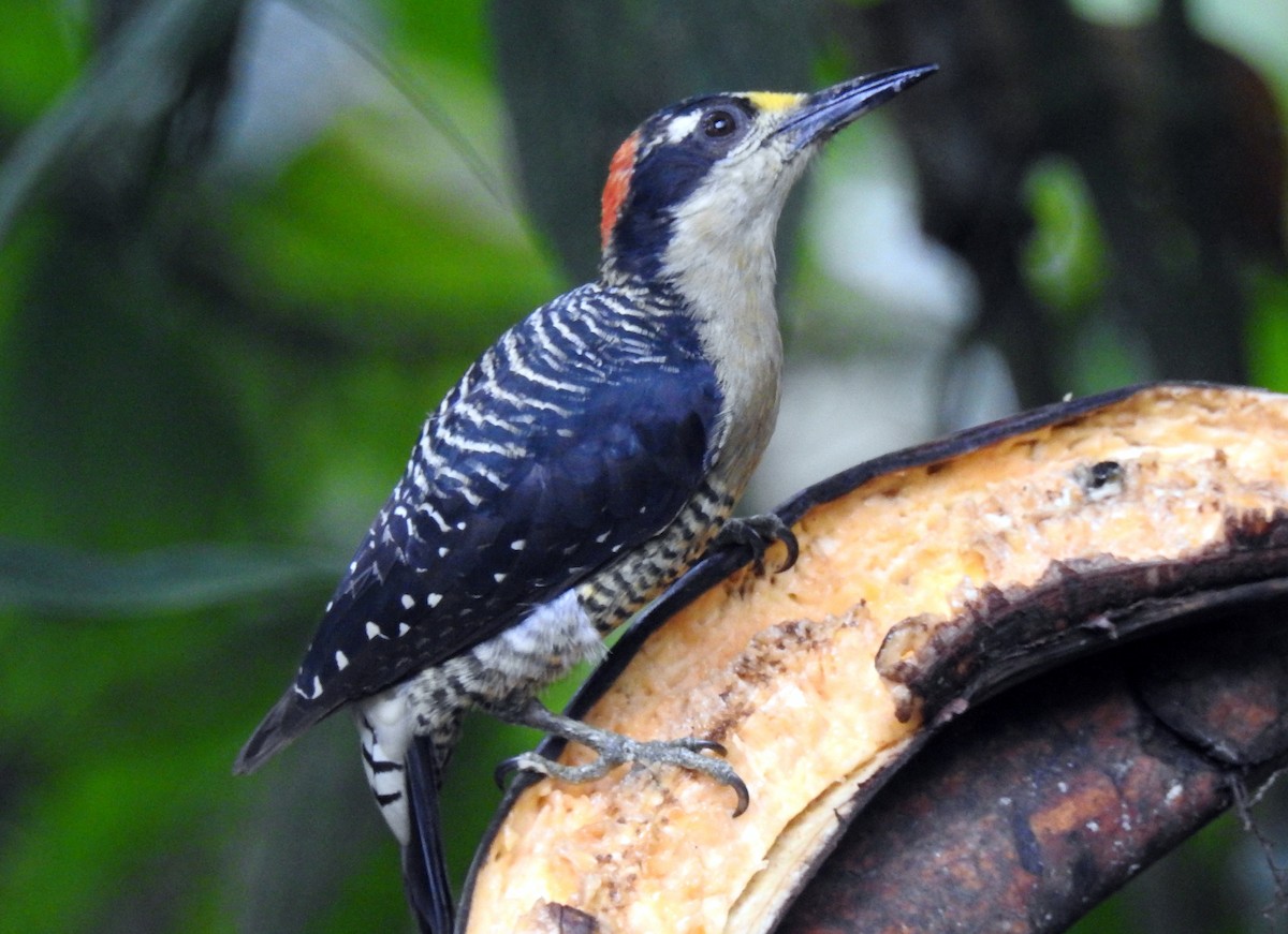 Black-cheeked Woodpecker - ML91291391