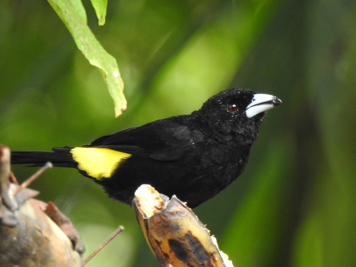 Flame-rumped Tanager (Lemon-rumped) - ML91291561