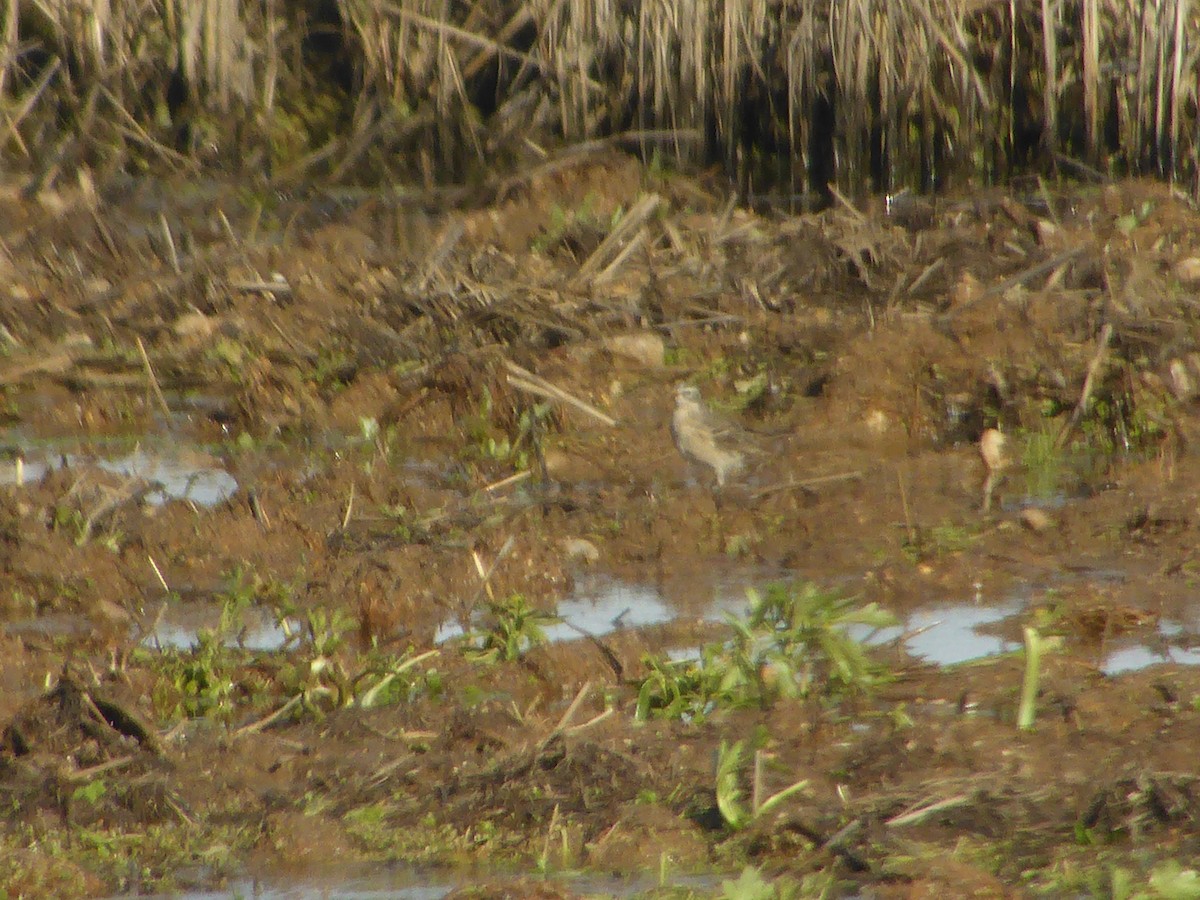 Water Pipit - ML91292231