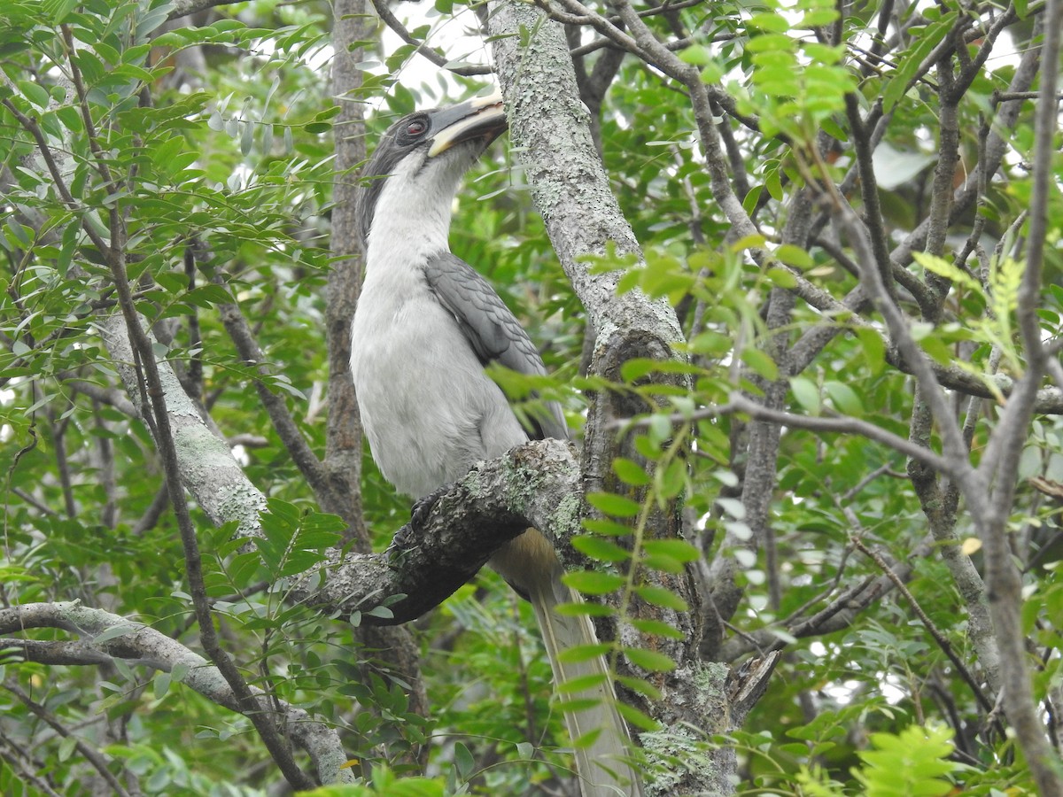 Sri Lanka Gray Hornbill - William Grant
