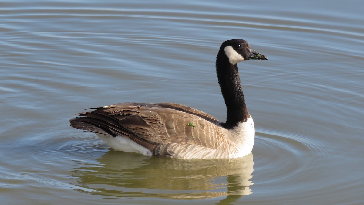 Canada Goose - Mike Shafto