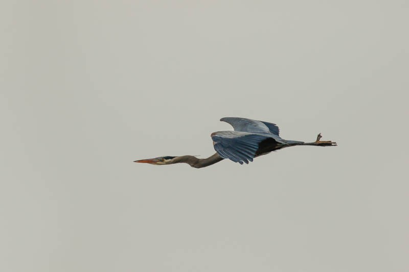 Great Blue Heron - Dan Ellison