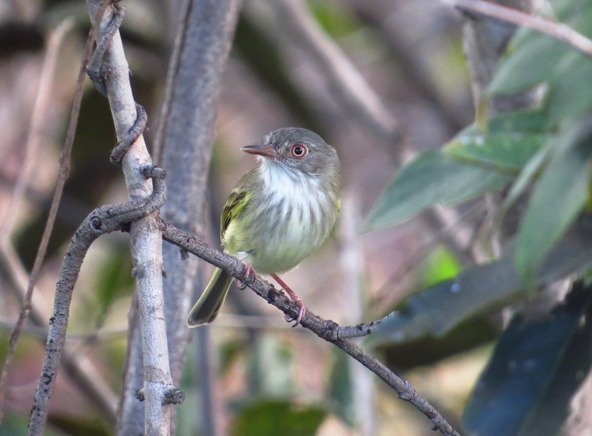 Pearly-vented Tody-Tyrant - Willian Menq