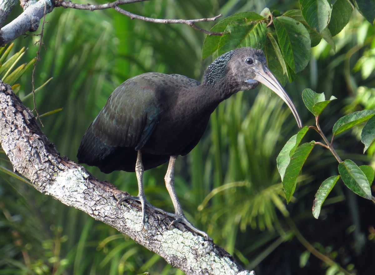 ibis zelený - ML91303381