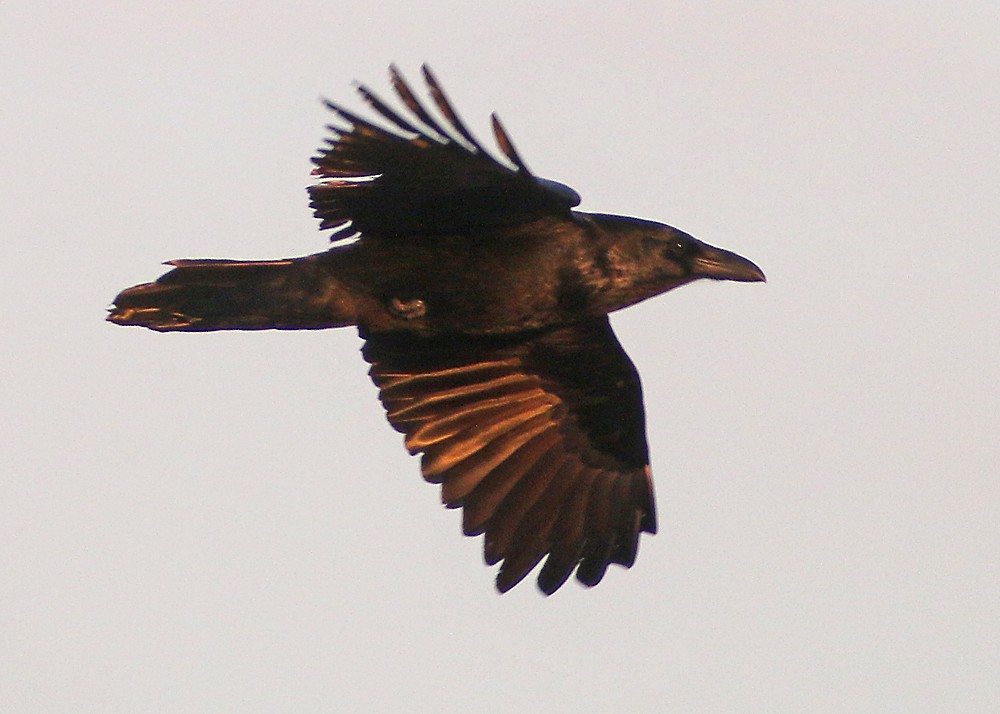 Common Raven - ML91305101